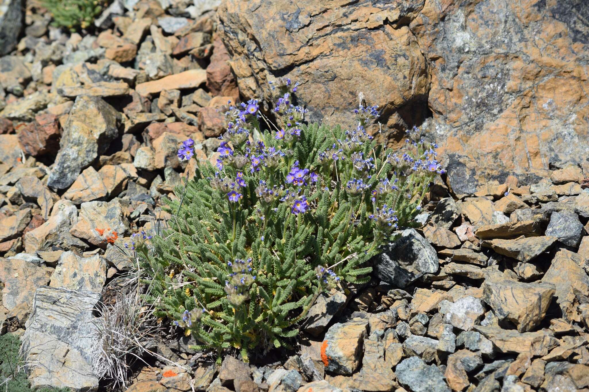 Imagem de Polemonium eddyense Stubbs