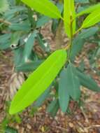 صورة Manilkara jaimiqui subsp. emarginata (L.) Cronquist