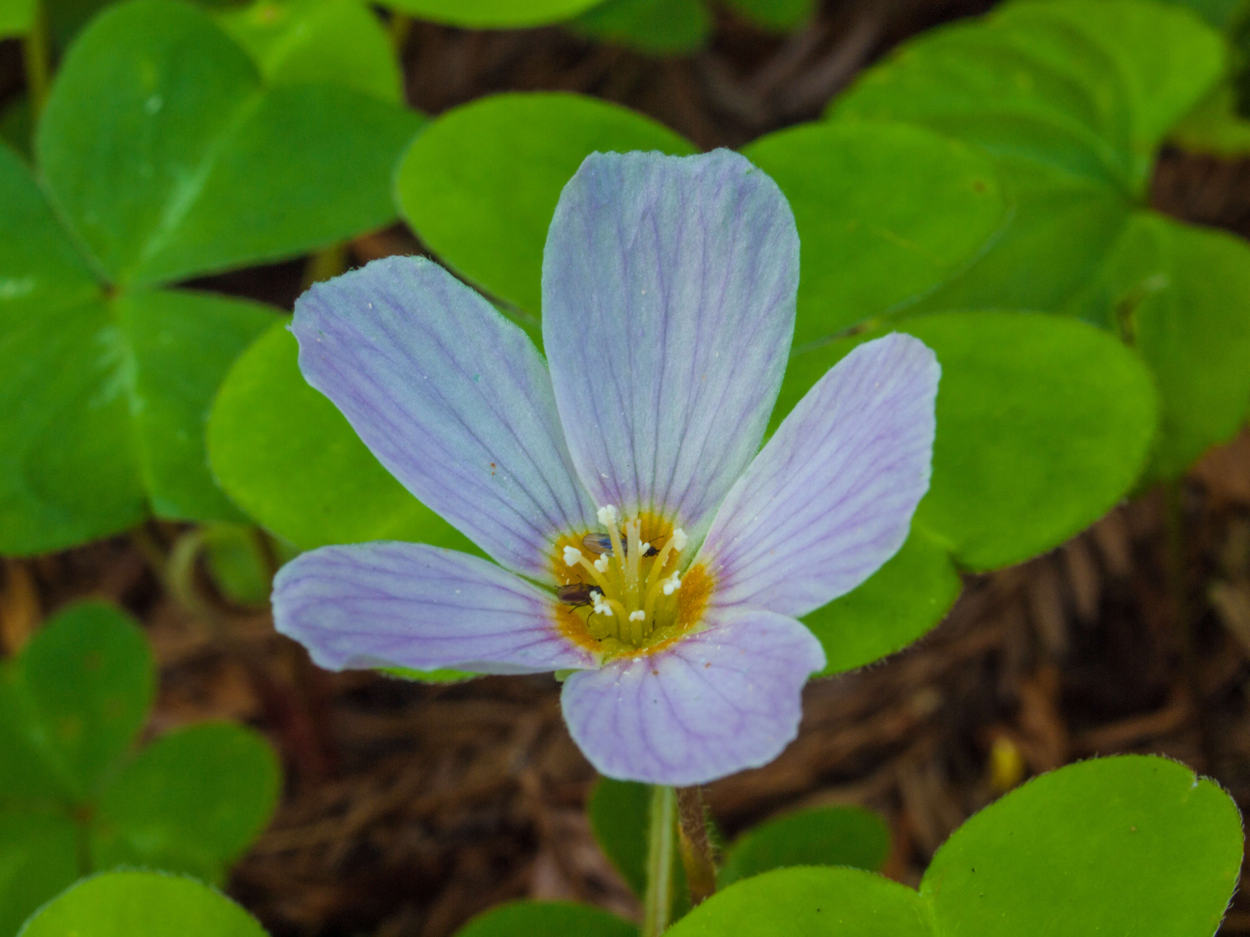 Image of redwood-sorrel