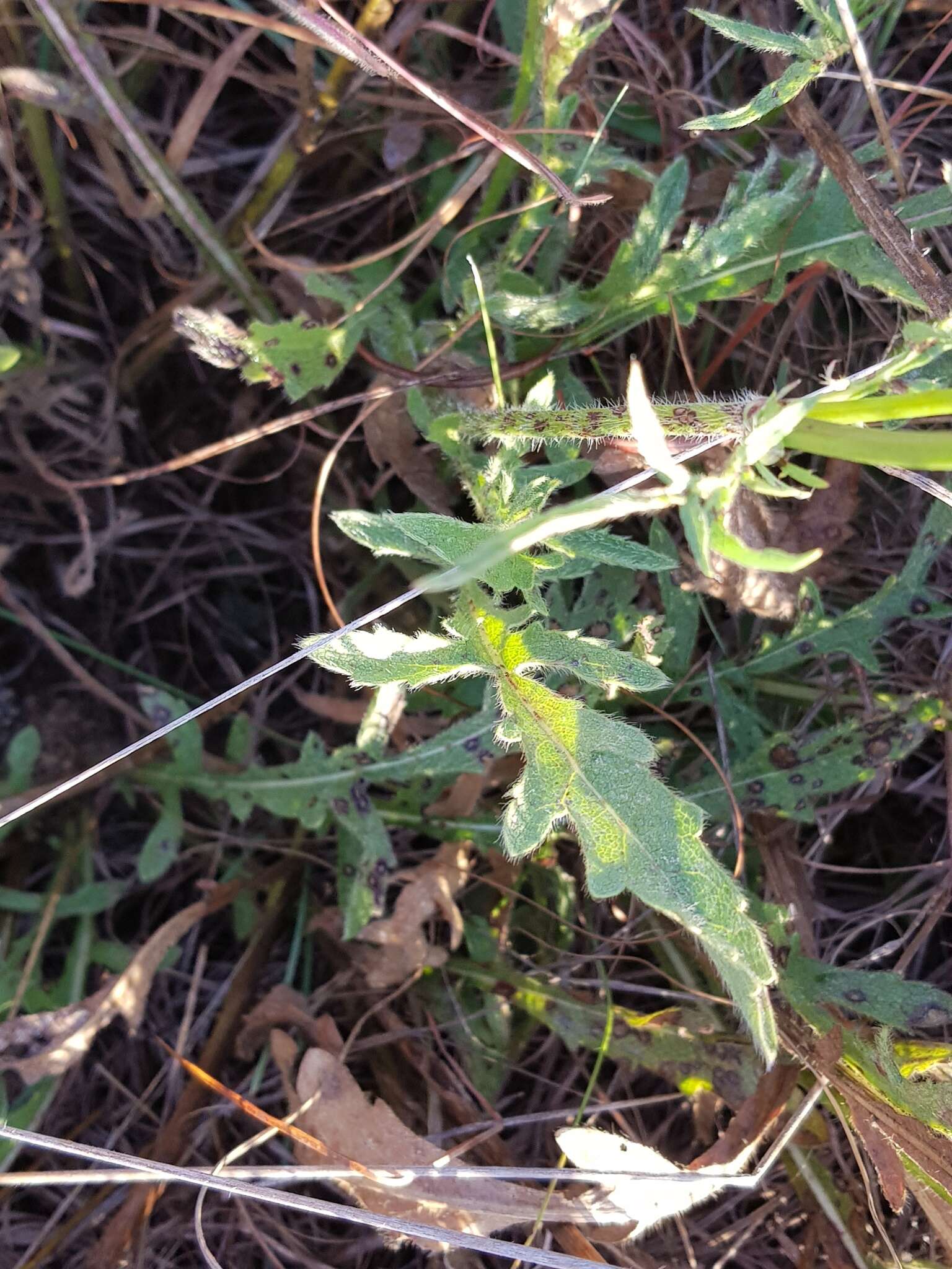 Image of Mock scabious