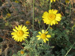 Image of Dyer's Chamomile