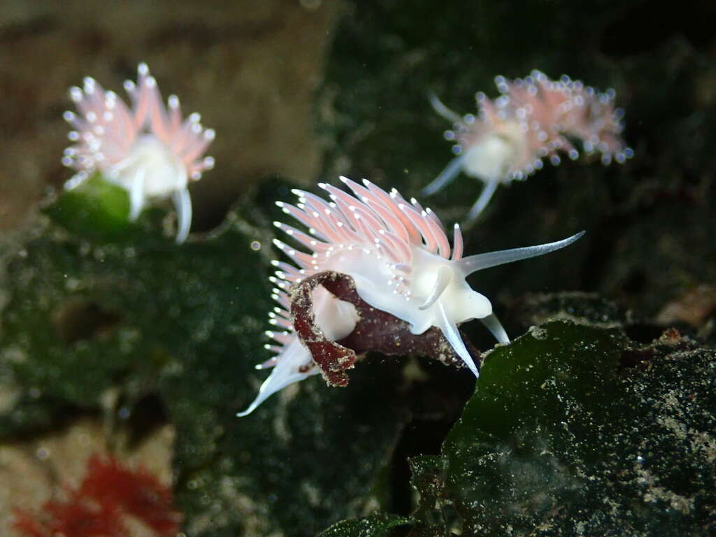 Coryphella trophina (Bergh 1890) resmi