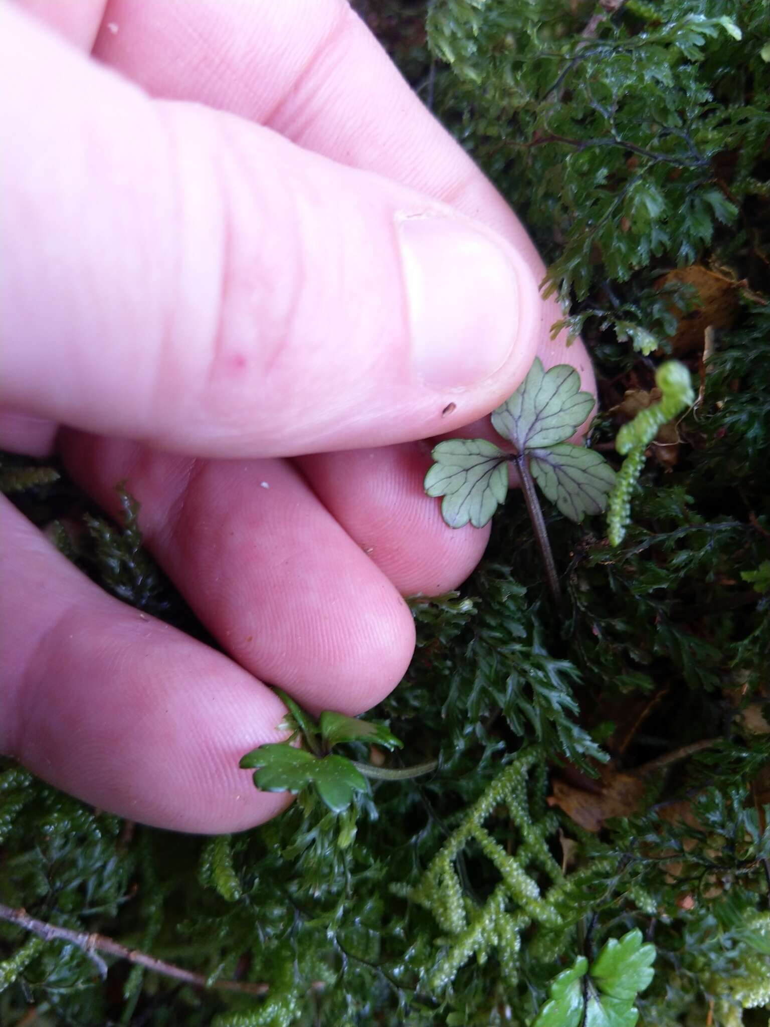 Image of Azorella allanii (Cheeseman) G. M. Plunkett & A. N. Nicolas