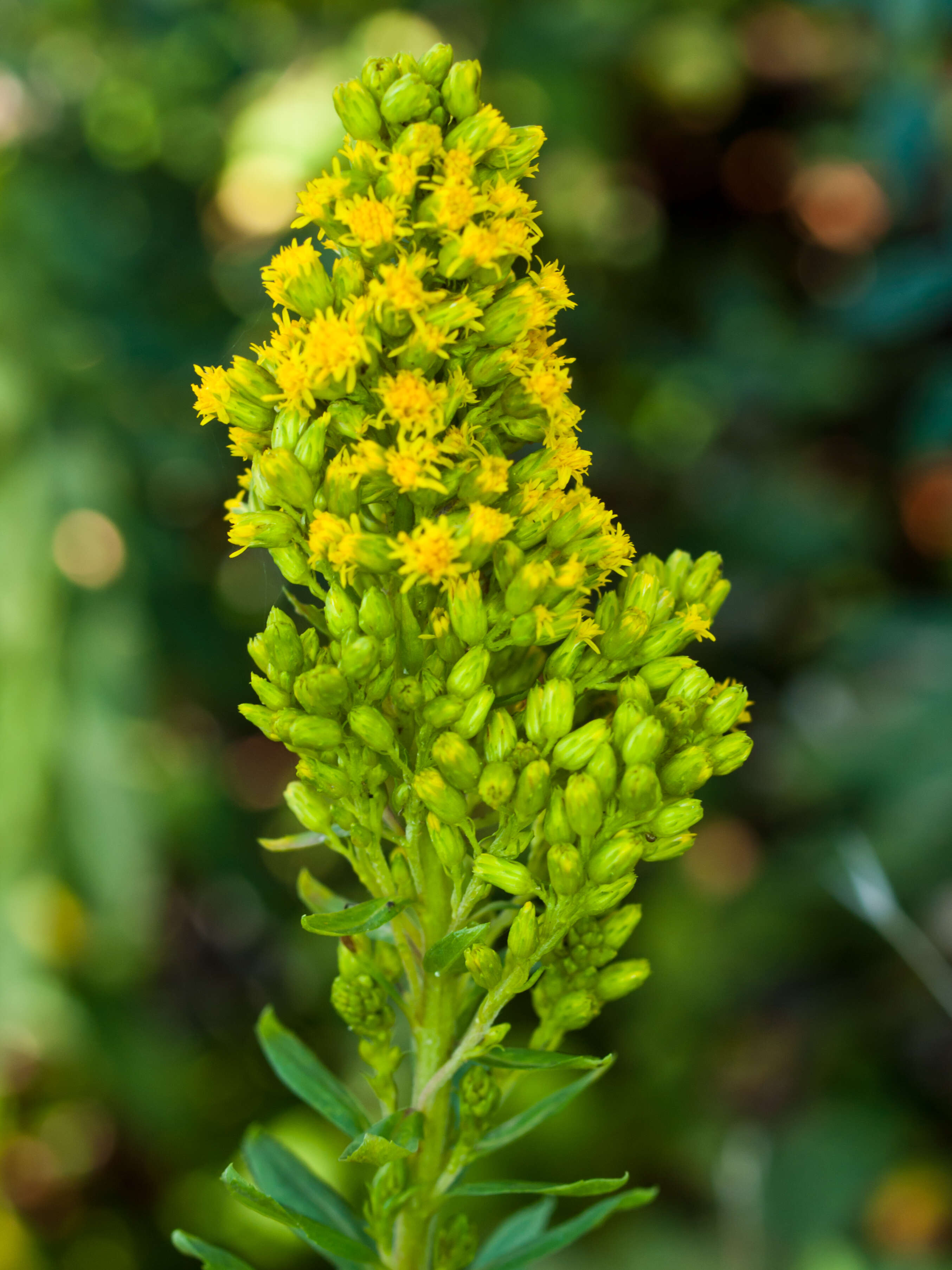 Image of California goldenrod