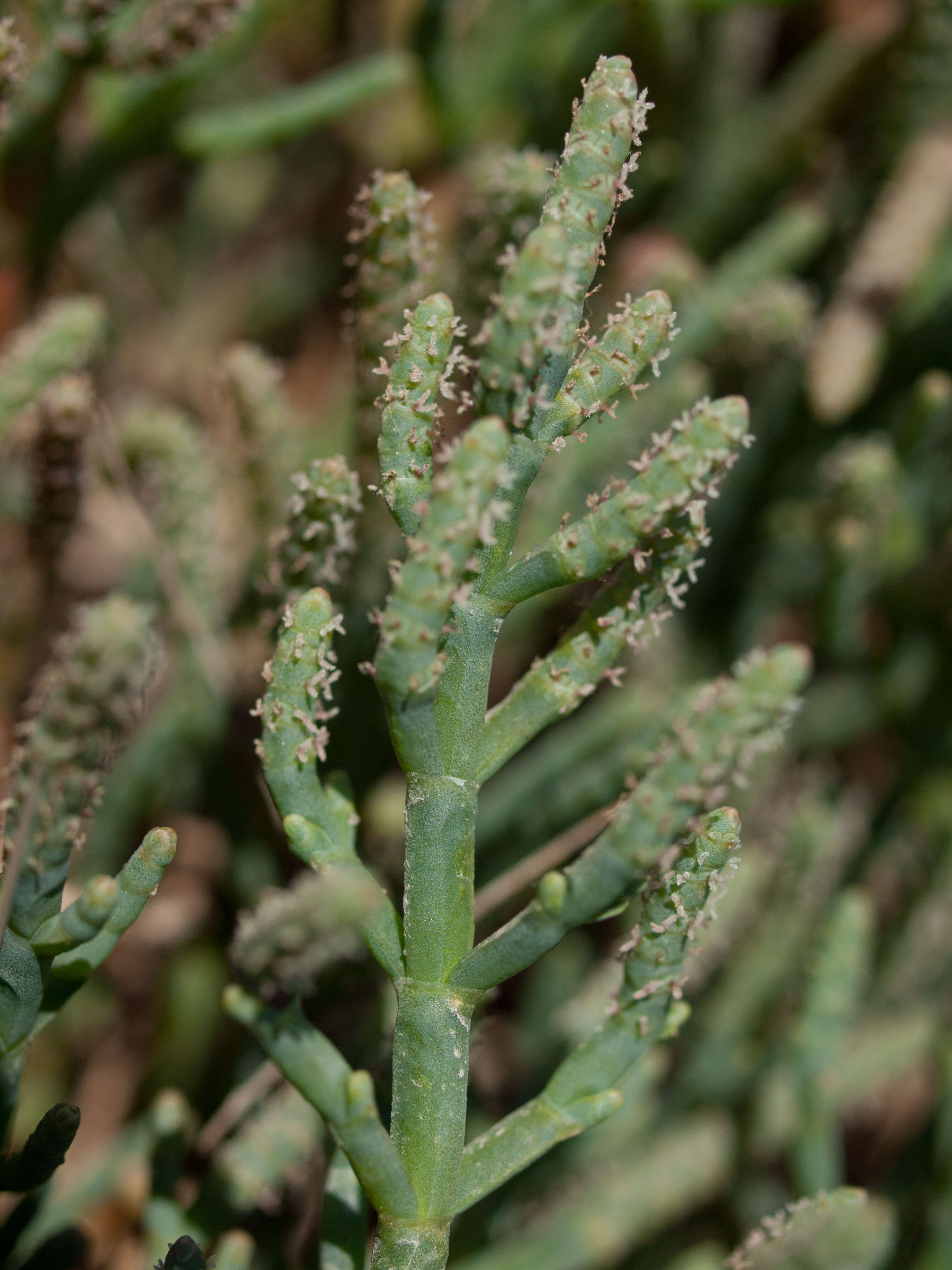 Image of Salicornia virginica