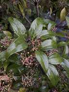 Image of Viburnum propinquum Hemsl.