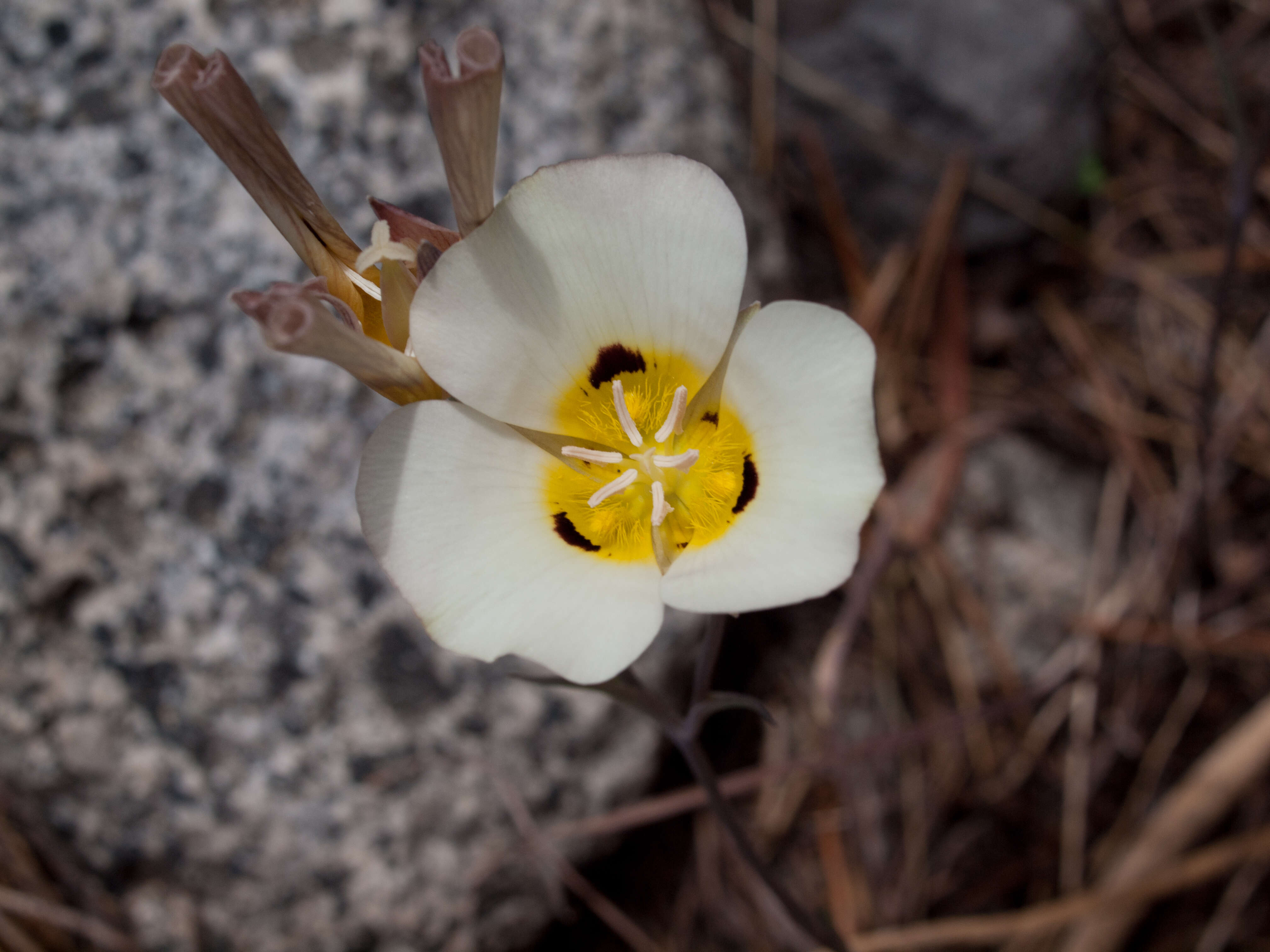 Calochortus leichtlinii Hook. fil. resmi