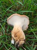 Polyporus radicatus Schwein. 1832 resmi