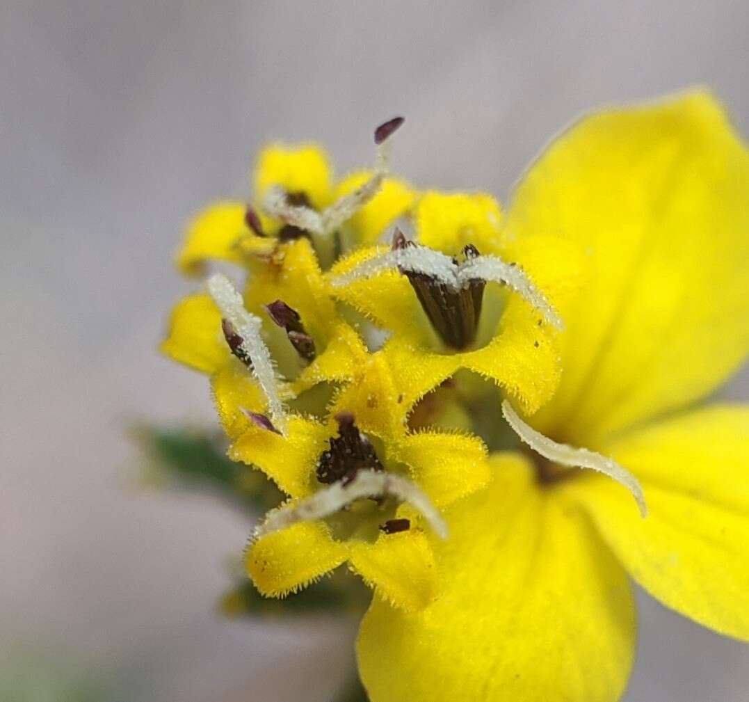 Plancia ëd Calycadenia fremontii A. Gray