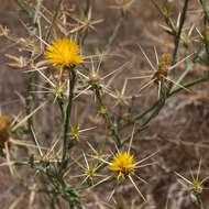 Image of yellow star-thistle