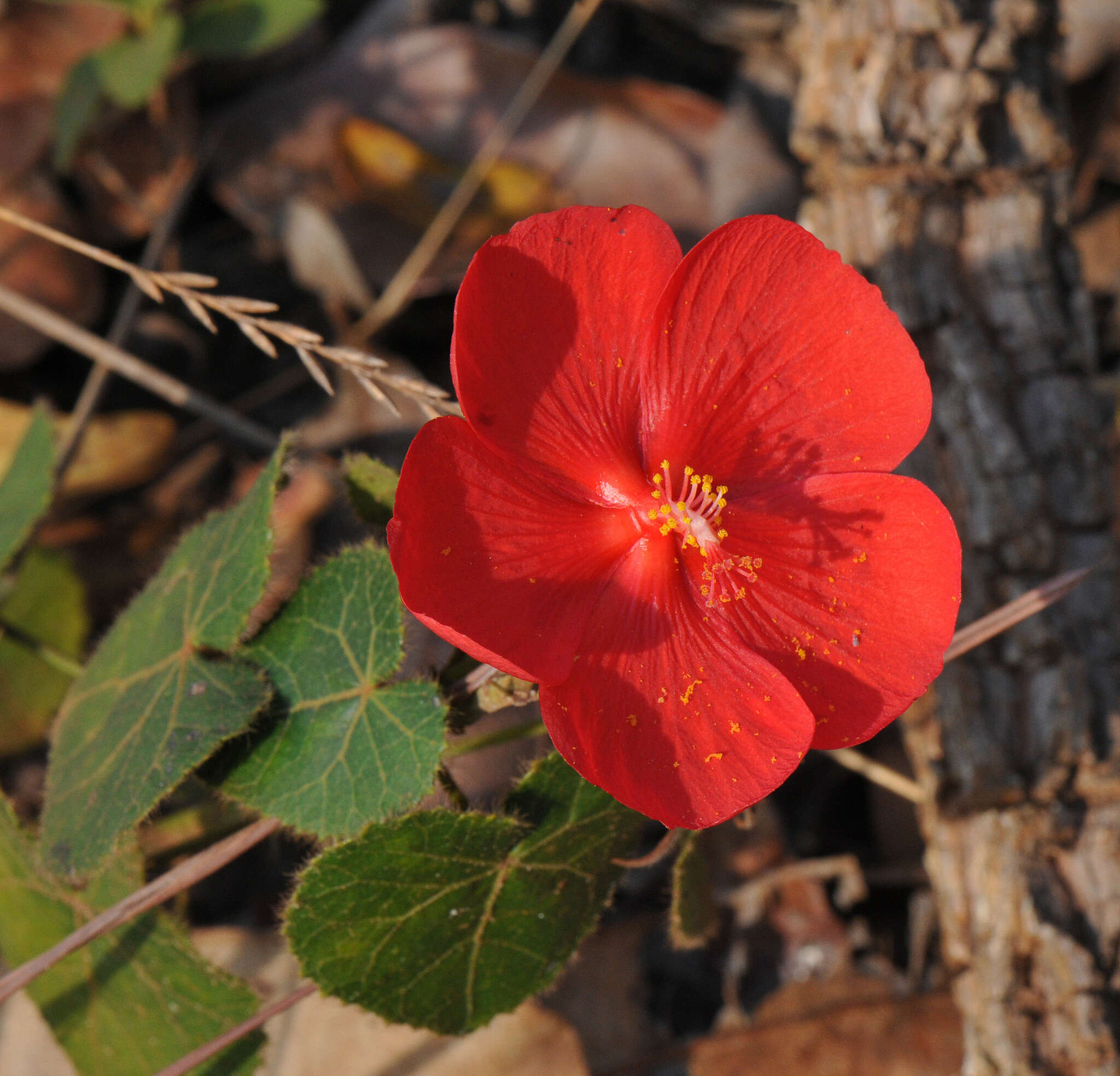 Image of Pavonia rosa-campestris A. St.-Hil.