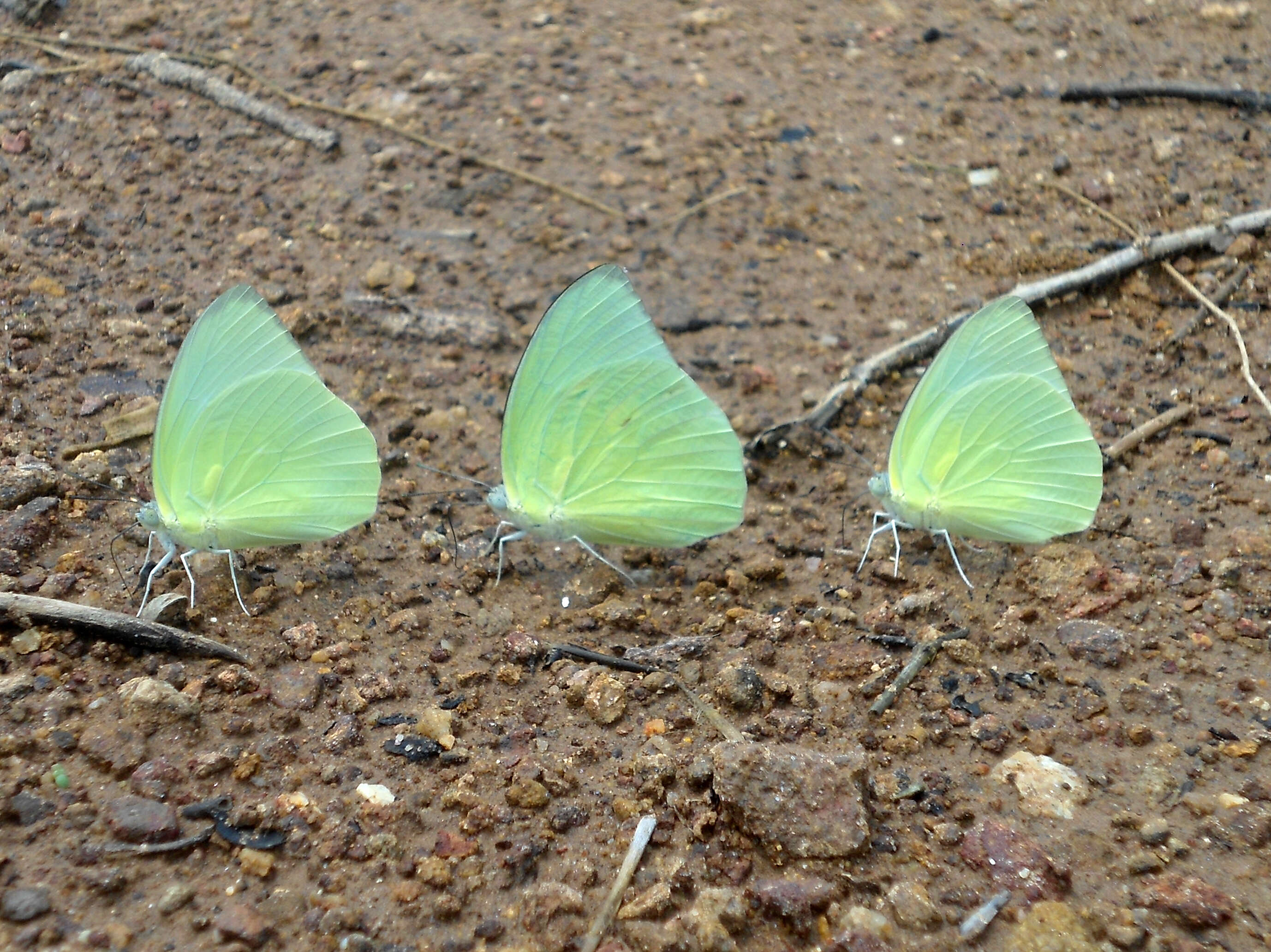 Image of Catopsilia pyranthe (Linnaeus 1758)