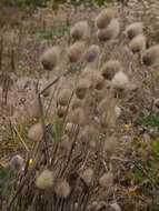 Image of harestail grass