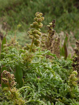 Image of silver bur ragweed