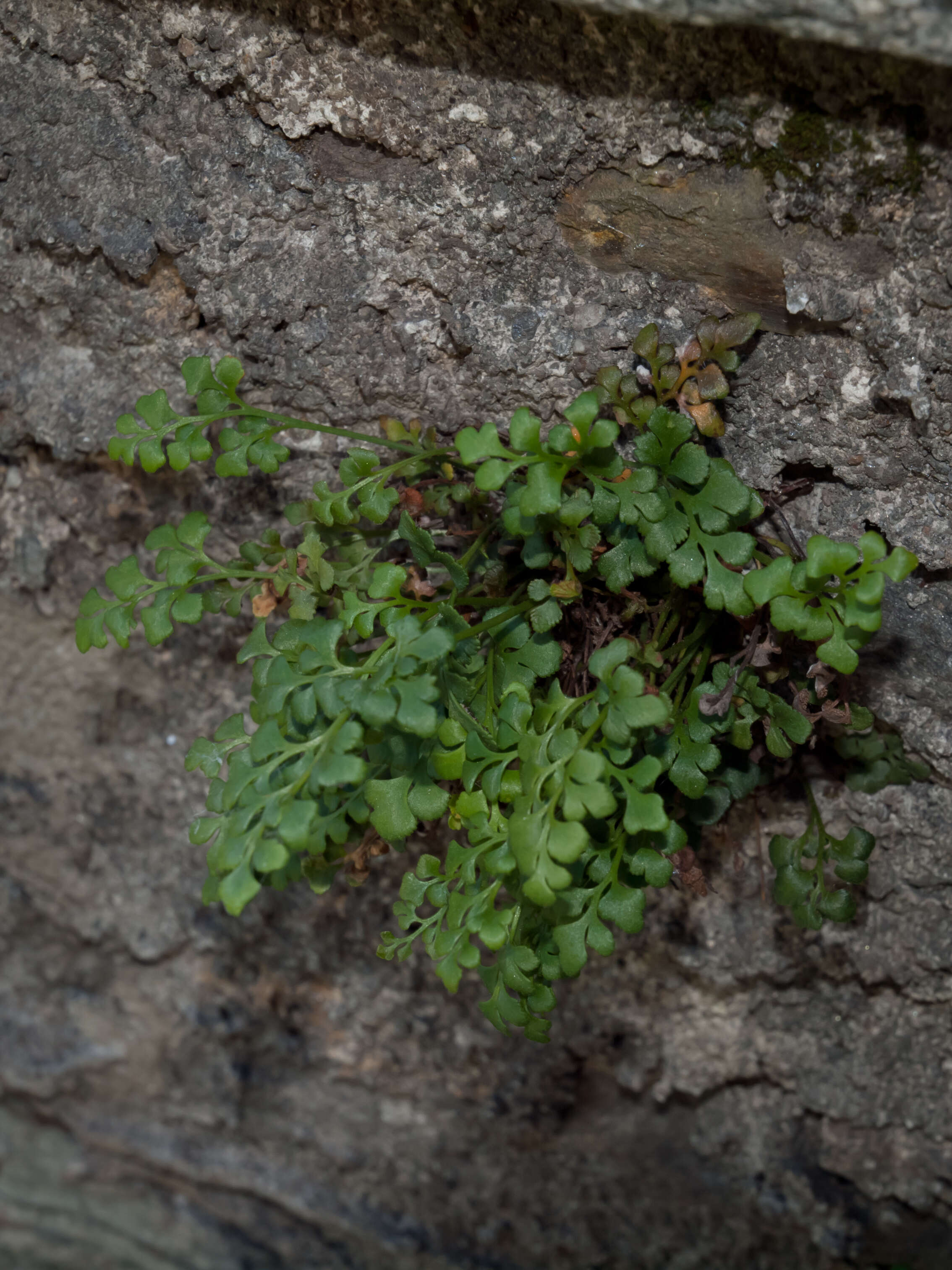 Image of Wall-rue