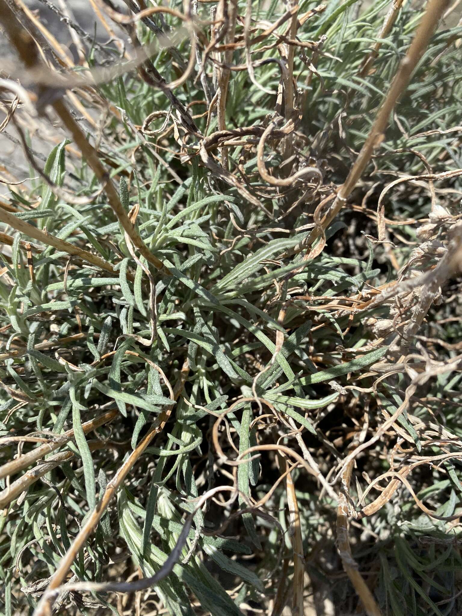 Image de Artemisia longifolia Nutt.