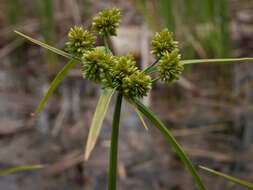 Image of Tall flatsedge