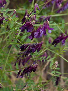 Image of fodder vetch