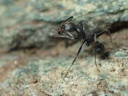 Image of Aphaenogaster spinosa Emery 1878