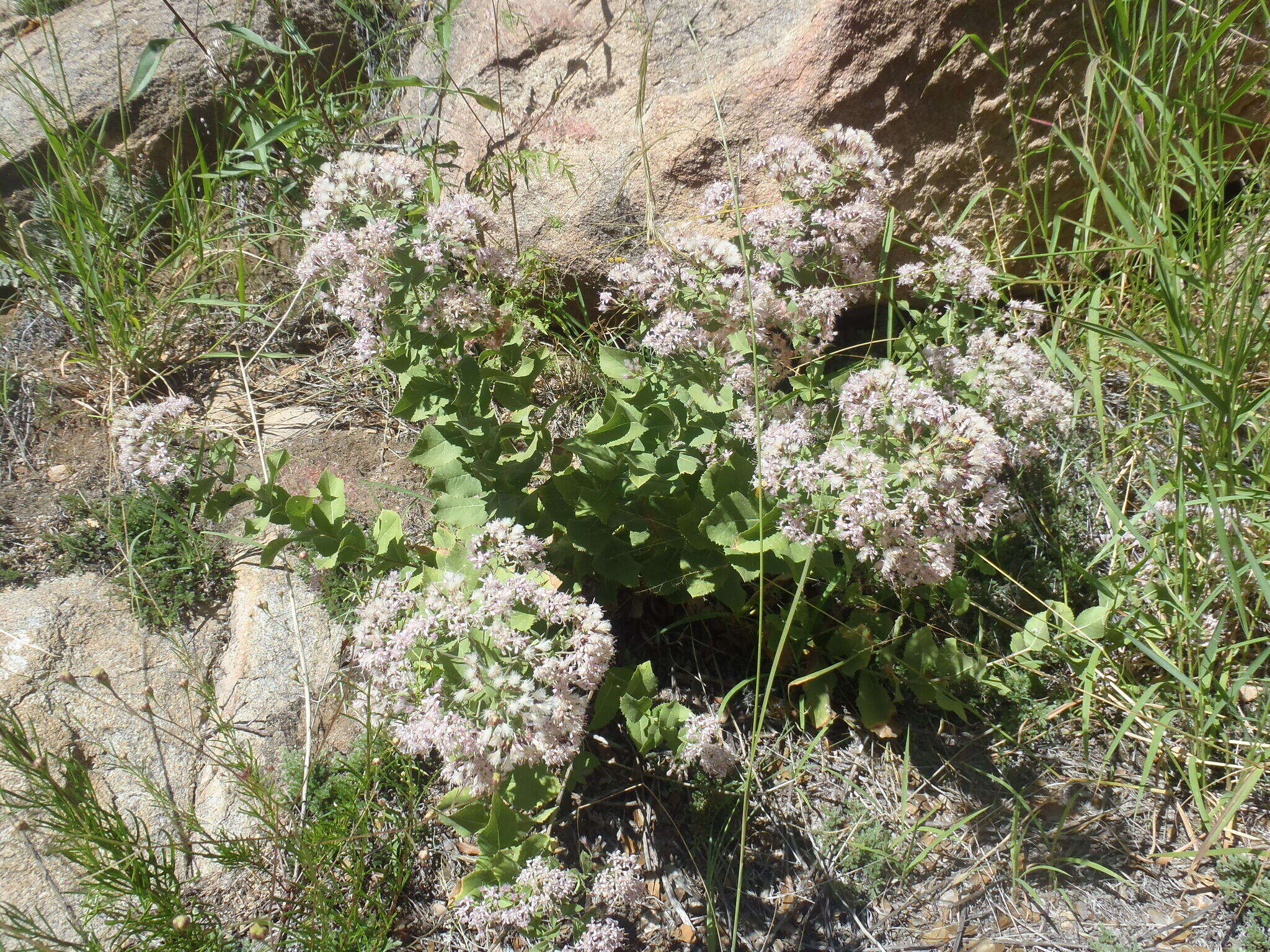 Image of Thurber's desertpeony