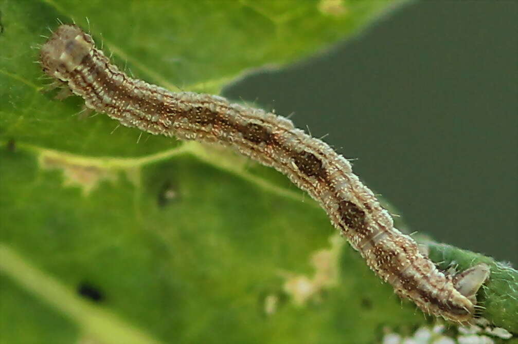 Image of tawny speckled pug