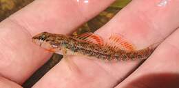 Etheostoma fragi Distler 1968 resmi