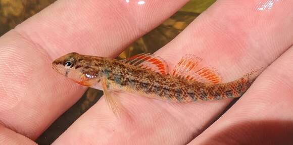 Image of Strawberry Darter