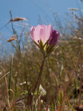 Image of fringed checkerbloom