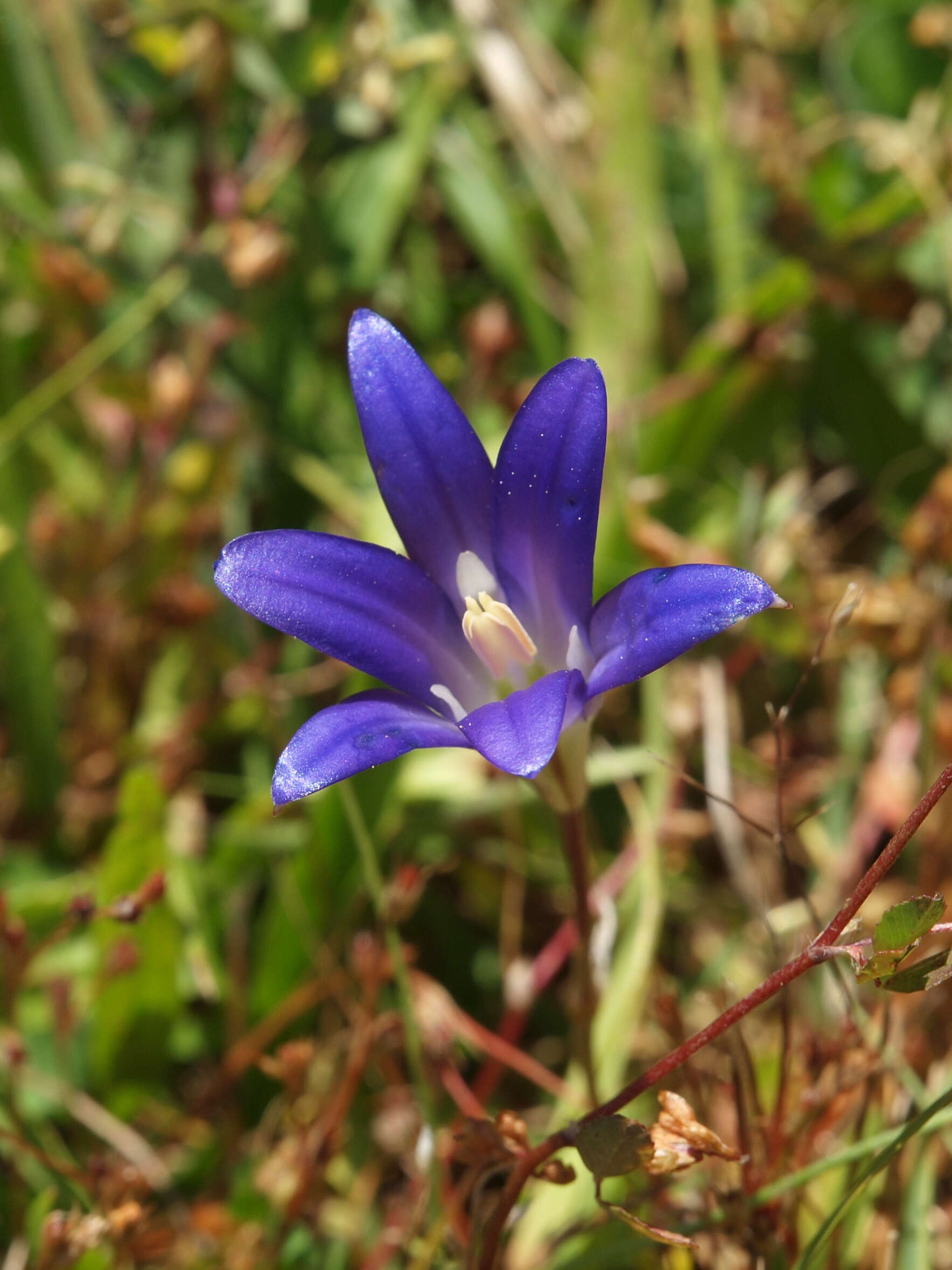 Image of harvest brodiaea