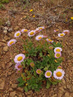 Слика од Erigeron glaucus Ker-Gawl.