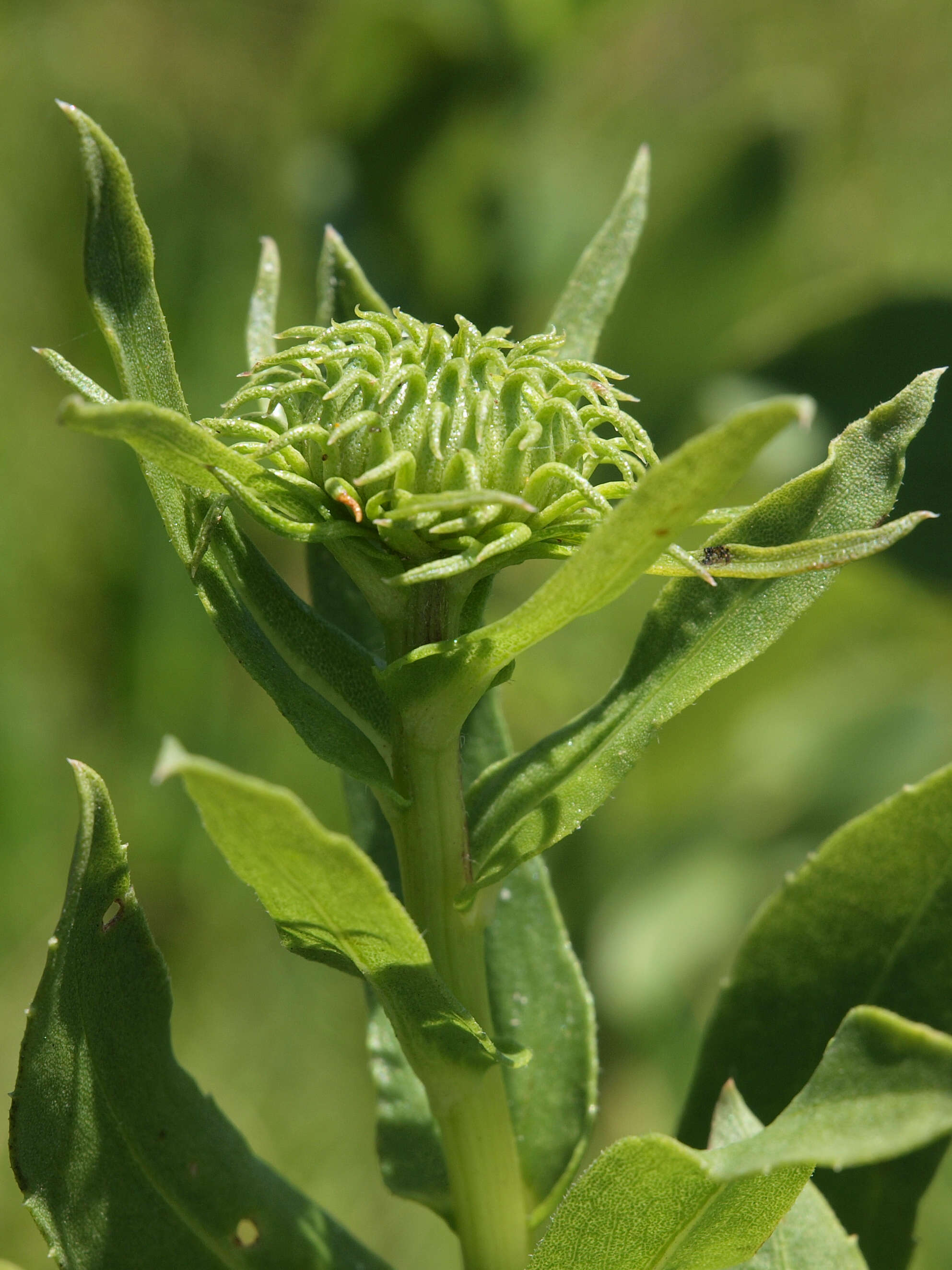 Grindelia nana resmi