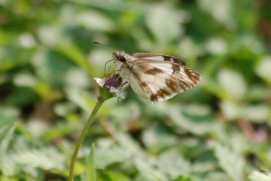 Image of Turk's-Cap White-Skipper