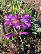 Image of Sierra beardtongue