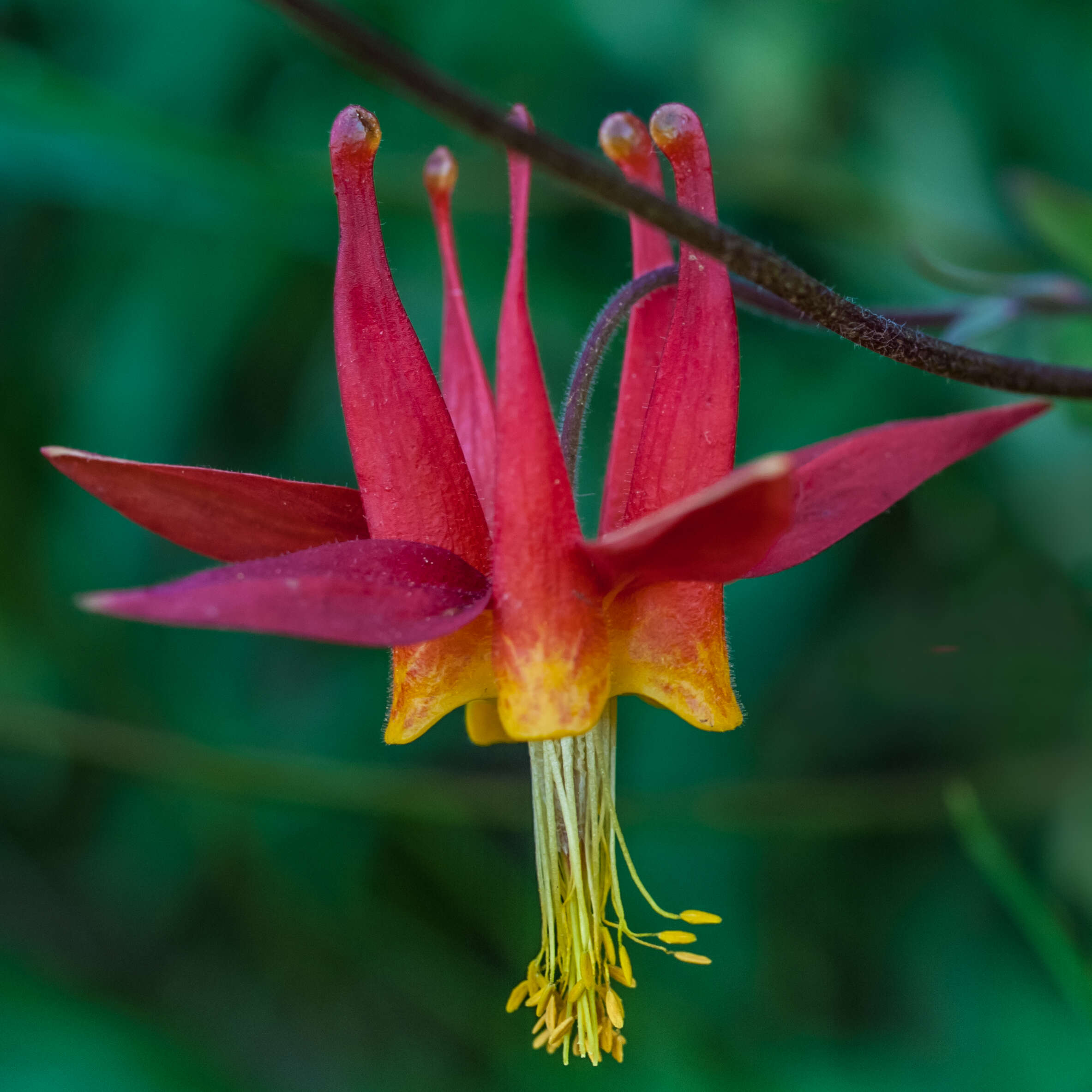 Image of western columbine