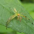 Image of Magnolia Green Jumper