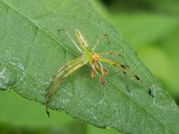 Image of Magnolia Green Jumper