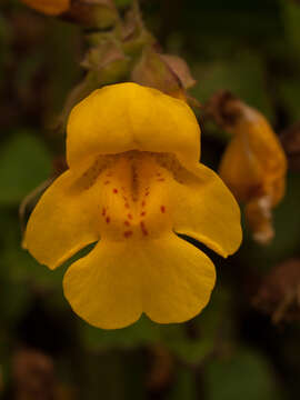 Image of Erythranthe guttata (DC.) G. L. Nesom