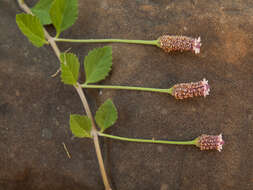 Plancia ëd Phyla nodiflora (L.) Greene