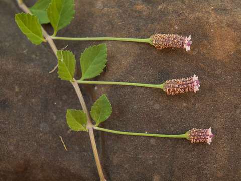 Phyla nodiflora (L.) Greene resmi