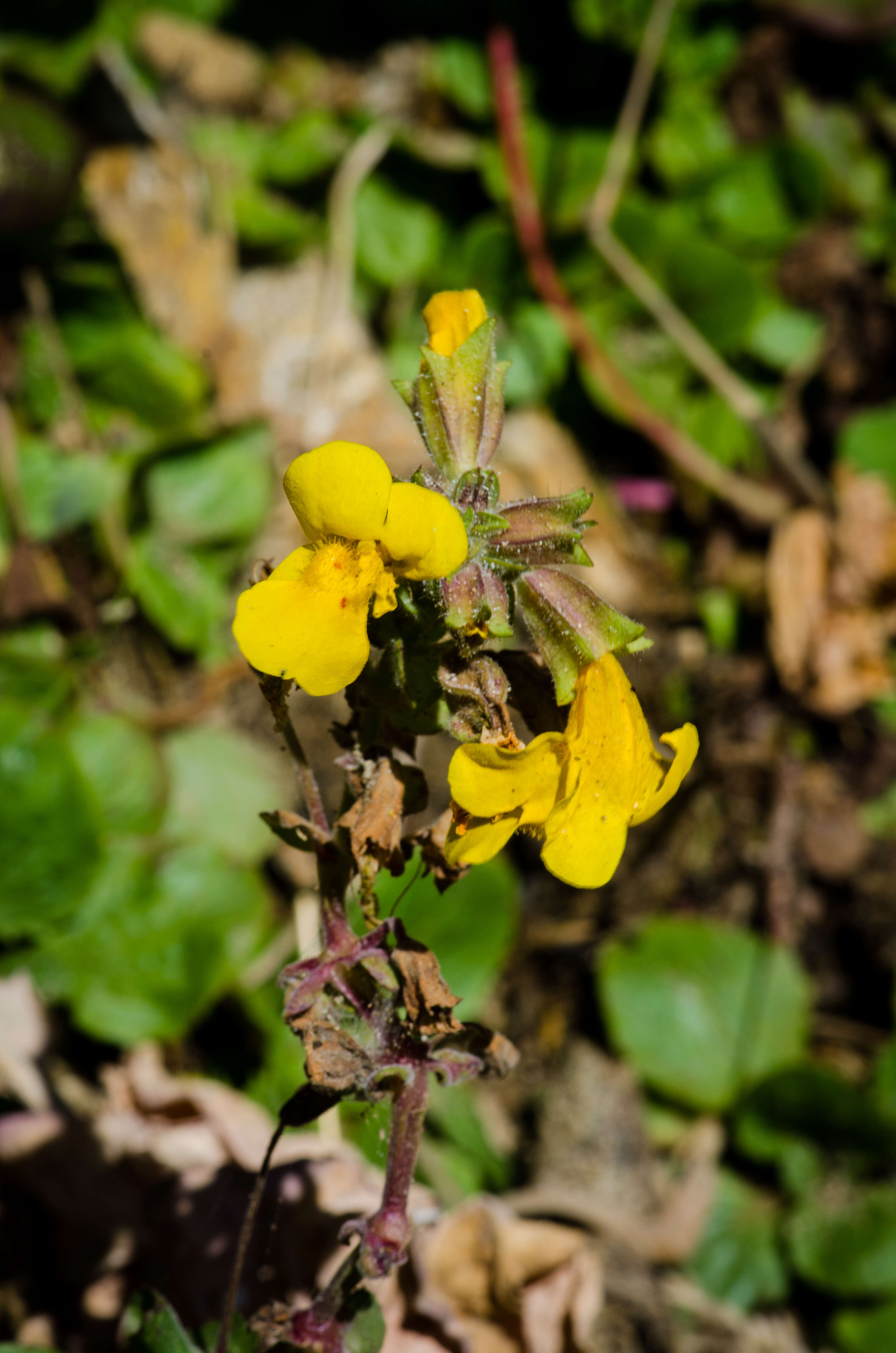 Image of Erythranthe guttata (DC.) G. L. Nesom