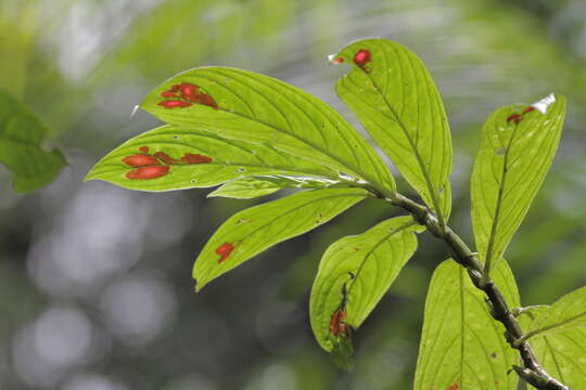 Image de Columnea consanguinea Hanst.