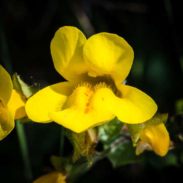 Image of Erythranthe guttata (DC.) G. L. Nesom