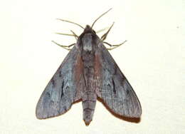 Image of Southern Pine Sphinx
