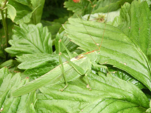 Image of Great green bushcricket