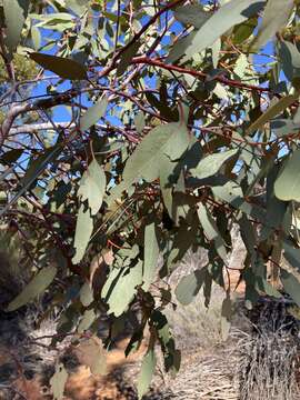 Слика од Eucalyptus transcontinentalis Maiden