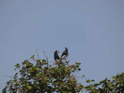 Image of Piping Hornbill