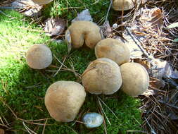 Image of Suillus variegatus (Sw.) Richon & Roze 1888