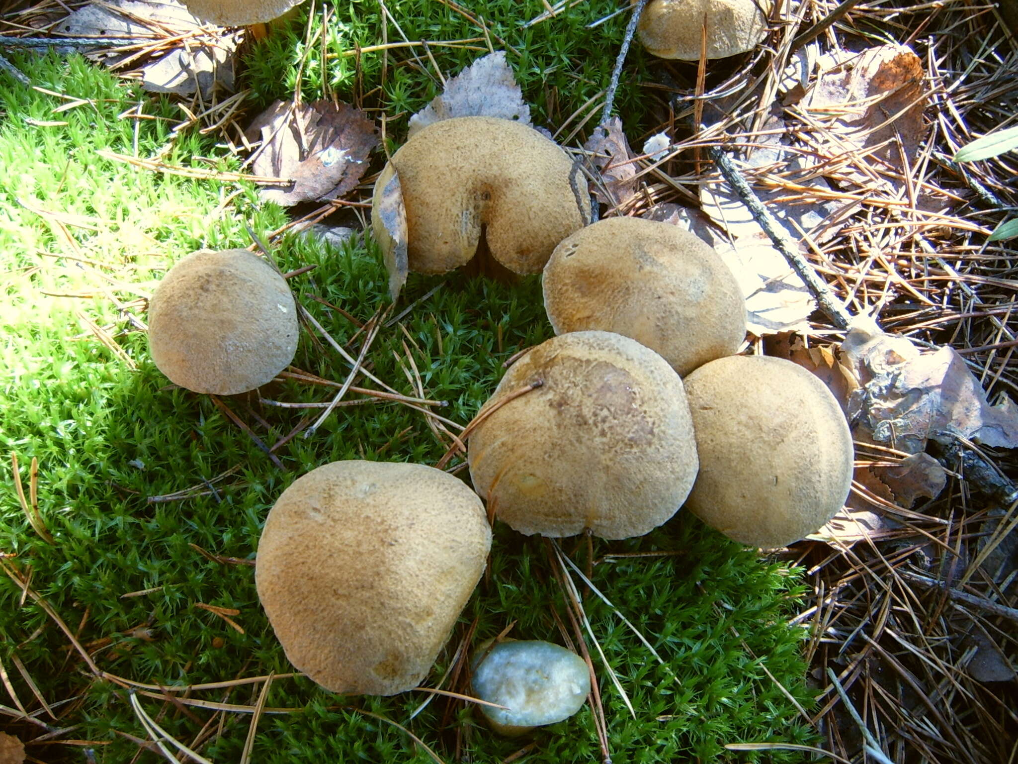 Imagem de Suillus variegatus (Sw.) Richon & Roze 1888