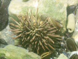 Image of Atlantic purple sea urchin