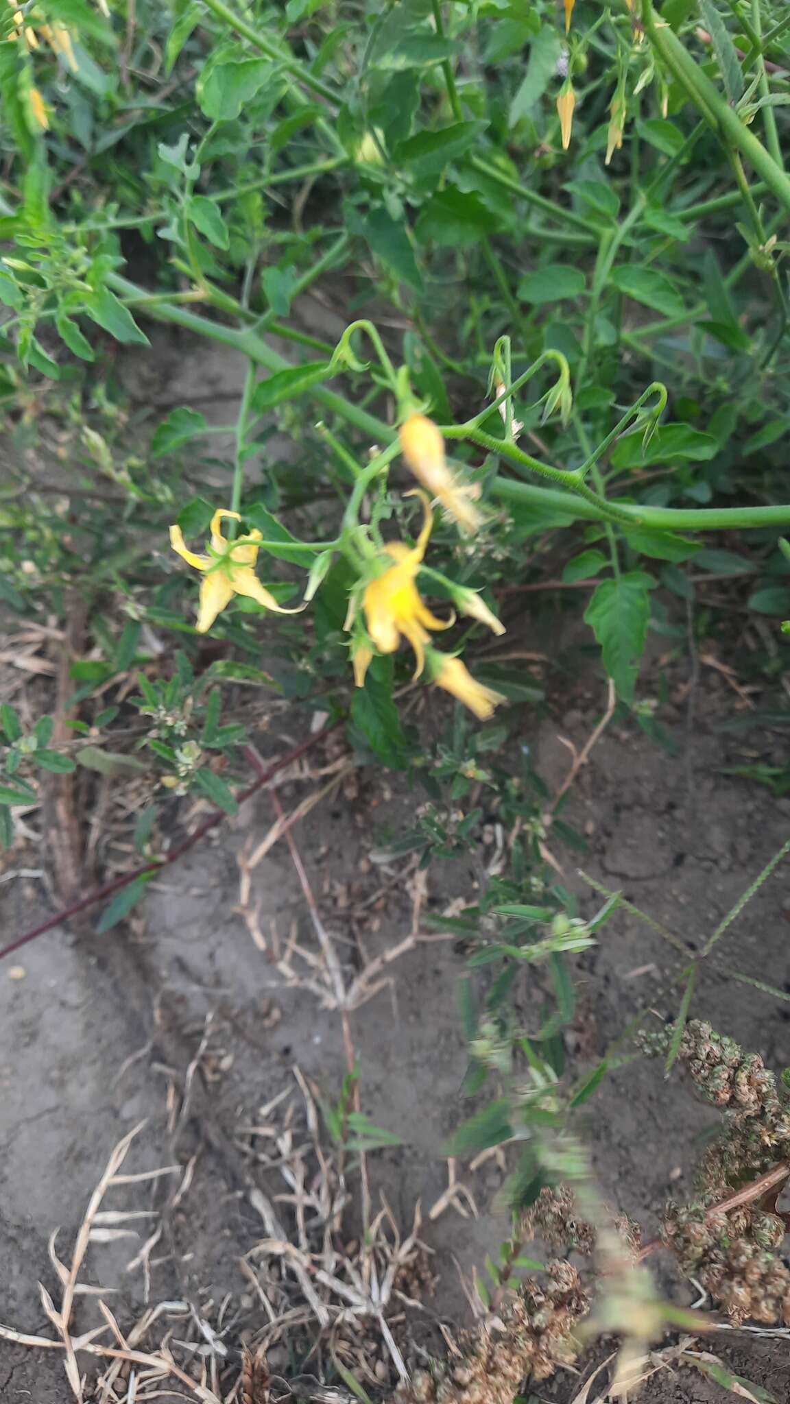 Image of currant tomato